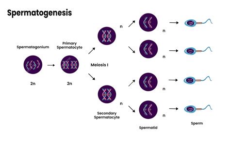 Esquema del sistema reproductor masculino y proceso de espermatogénesis