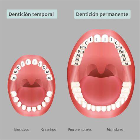 Esquema de las etapas de crecimiento dental: desde la dentición temporal hasta la definitiva