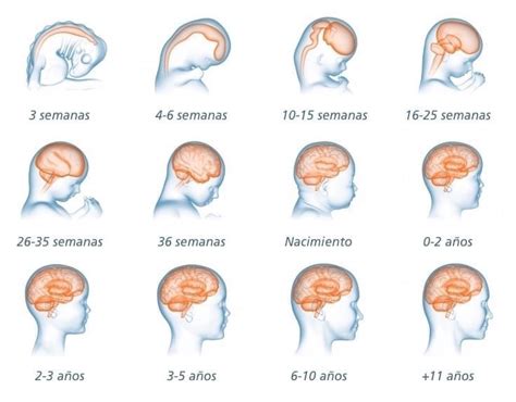Esquema de las etapas del desarrollo cerebral fetal desde el embrión hasta el término