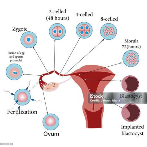 Esquema de la implantación del óvulo fecundado y producción de hCG