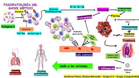 Esquema de la fisiopatología del shock séptico
