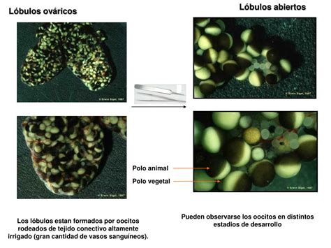 Microfotografía de ovocitos de Xenopus laevis en diferentes estadios de desarrollo