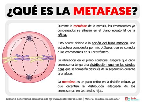 Diagrama que ilustra el bloqueo en metafase II y su reanudación tras la fecundación