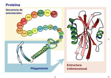 Estructura tridimensional del canal GIRK5 y su interacción con las subunidades Gβγ
