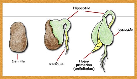 Esquema del proceso de germinación de una semilla mostrando la emergencia de la radícula, el hipocótilo y los cotiledones, y el desarrollo de la planta joven