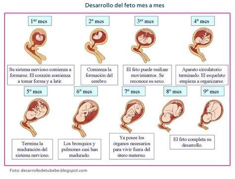 Esquema cronológico del desarrollo fetal desde la fecundación hasta el término del embarazo