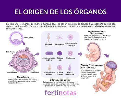 Ilustración detallada de la formación de los órganos principales durante el primer trimestre