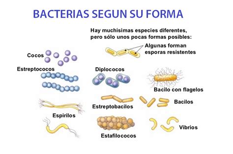Esquema de las diferentes formas morfológicas de las bacterias