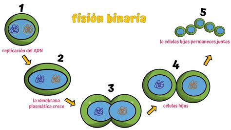 Diagrama que ilustra las etapas de la fisión binaria bacteriana