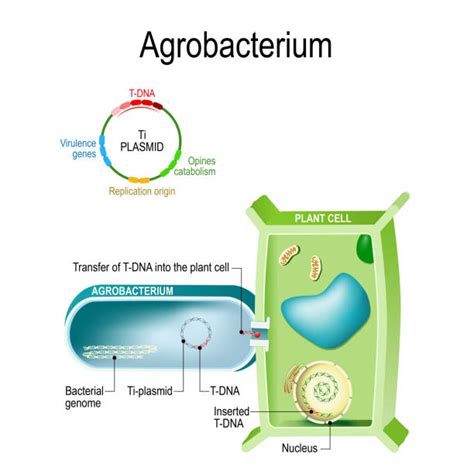 Esquema de la transferencia del plásmido Ti de Agrobacterium tumefaciens a una célula vegetal