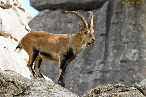 Cabra montés macho con su característica cornamenta