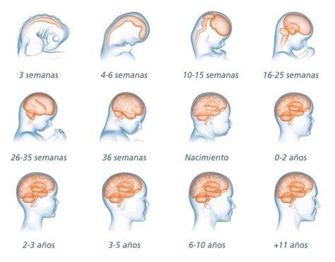 Infografía: Cerebro de bebé prematuro en desarrollo