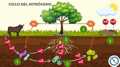 Infografía sobre el ciclo de nutrientes y la contaminación por fertilizantes