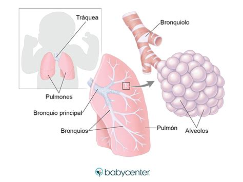 Esquema de pulmones de recién nacido con líquido fetal