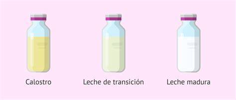 Esquema de las fases de la leche materna (calostro, leche de transición, leche madura)