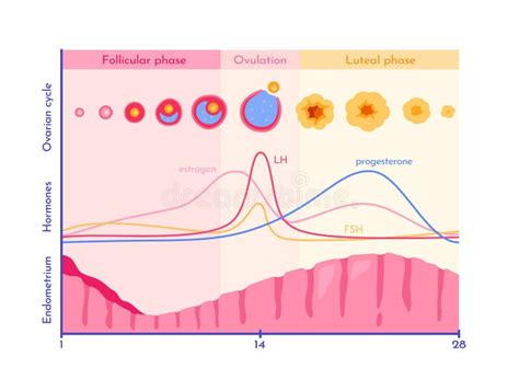 Gráfico mostrando la evolución hormonal y de temperatura en un ciclo de FIV