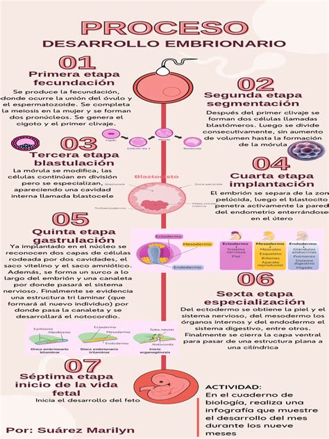 Infografía del desarrollo embrionario desde el cigoto hasta el blastocisto