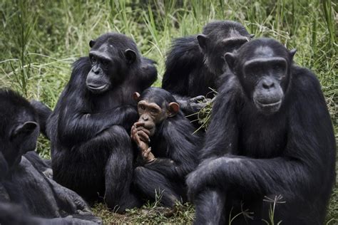 Grupo de chimpancés interactuando en la selva.