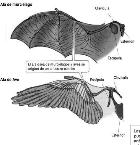 Comparación de un ala de ave y un ala de insecto, mostrando diferencias estructurales pero similitud funcional.