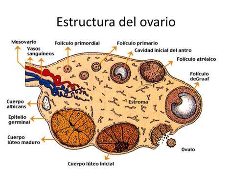Esquema de la anatomía del ovario con sus ligamentos y estructura interna