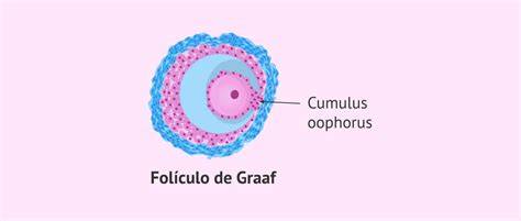 Esquema detallado de un folículo de Graaf con sus componentes