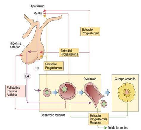 Diagrama del eje hipotálamo-hipófisis-ovario y sus interacciones hormonales
