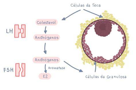 Infografía explicando la teoría de las dos células-dos gonadotropinas en el folículo ovárico