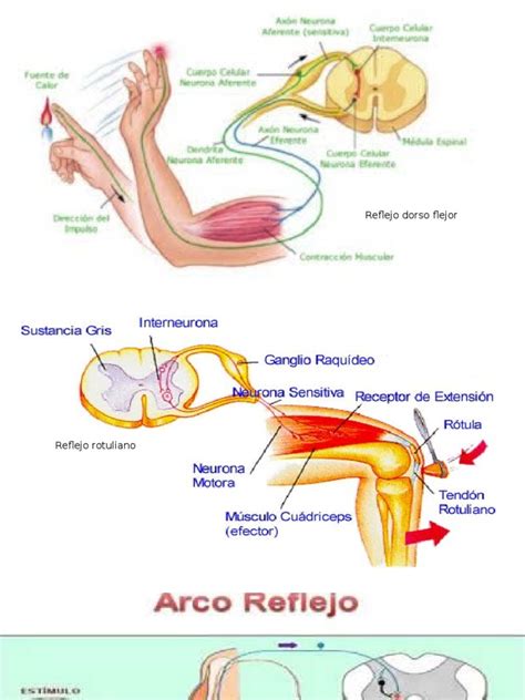 Diagrama del arco reflejo eyaculatorio