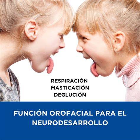 Esquema de las estructuras orofaciales relevantes para la succión en un bebé.