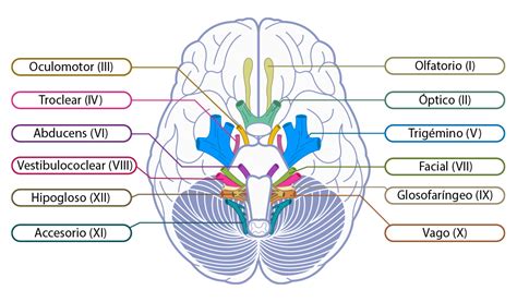 Diagrama de los nervios craneales que intervienen en la succión.