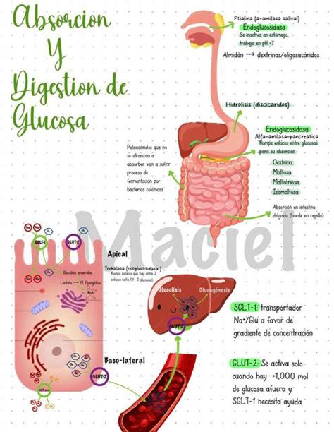 gráfico comparativo de la absorción de glucosa con cerveza tradicional vs. cerveza Ambar 0,0