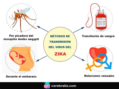 Esquema de las vías de transmisión del virus Zika