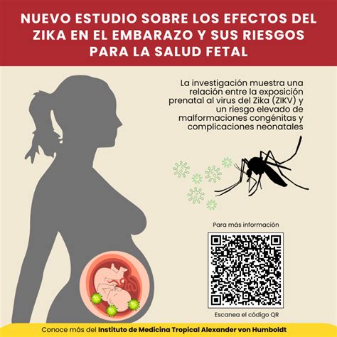 Infografía sobre los efectos del virus Zika en el desarrollo fetal