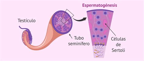 Anatomía del testículo con túbulos seminíferos y ubicación de las células de Sertoli