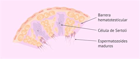 Esquema detallado de la barrera hematotesticular formada por las uniones entre células de Sertoli