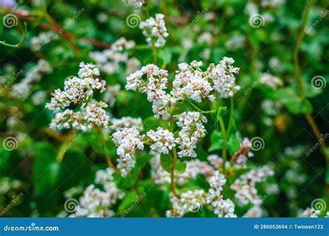 Campo de trigo sarraceno en flor