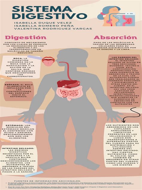 Infografía sobre la digestión y el papel de la fibra