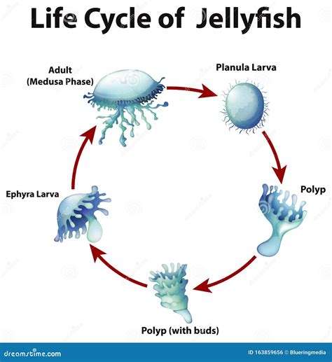 Diagrama del ciclo de vida de una medusa con alternancia de generaciones