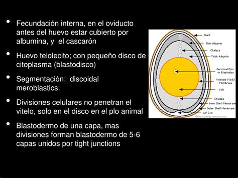 Microfotografía de un blastodermo de paloma en la yema del huevo