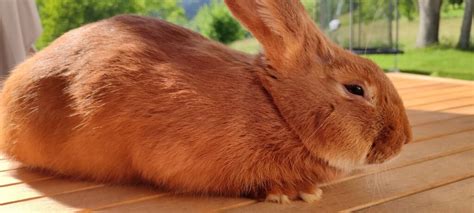 Foto de una coneja Leonado de Borgoña