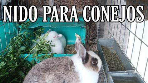 Coneja arrancándose el pelo para construir el nido