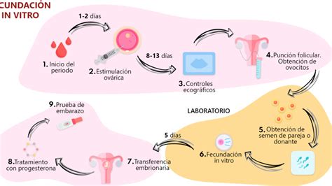 Esquema simplificado del proceso de fertilización in vitro (FIV) y sus etapas principales