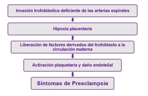 Diagrama de placentación normal vs. deficiente en preeclampsia
