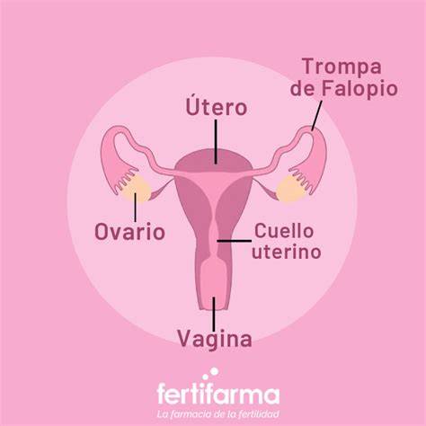 Esquema de las trompas de Falopio y cómo se interrumpe el paso del óvulo y el espermatozoide
