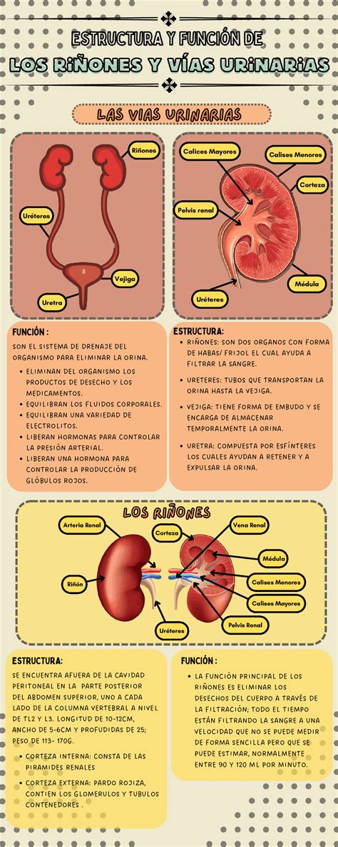 Esquema de las vías urinarias en un lactante