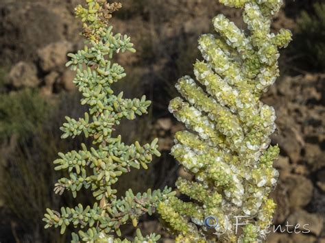 Fotografía de Salsola papillosa en su hábitat natural