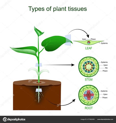 Esquema de las variaciones morfológicas de los tallos y hojas de Salsola papillosa