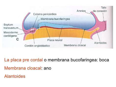 Esquema del embrión con el estomodeo y la membrana bucofaríngea perforada
