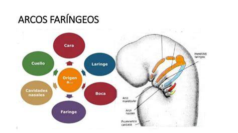 Diagrama de los arcos faríngeos y procesos faciales primitivos en un embrión
