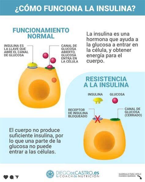 diagrama que ilustra la resistencia a la insulina y la respuesta del páncreas